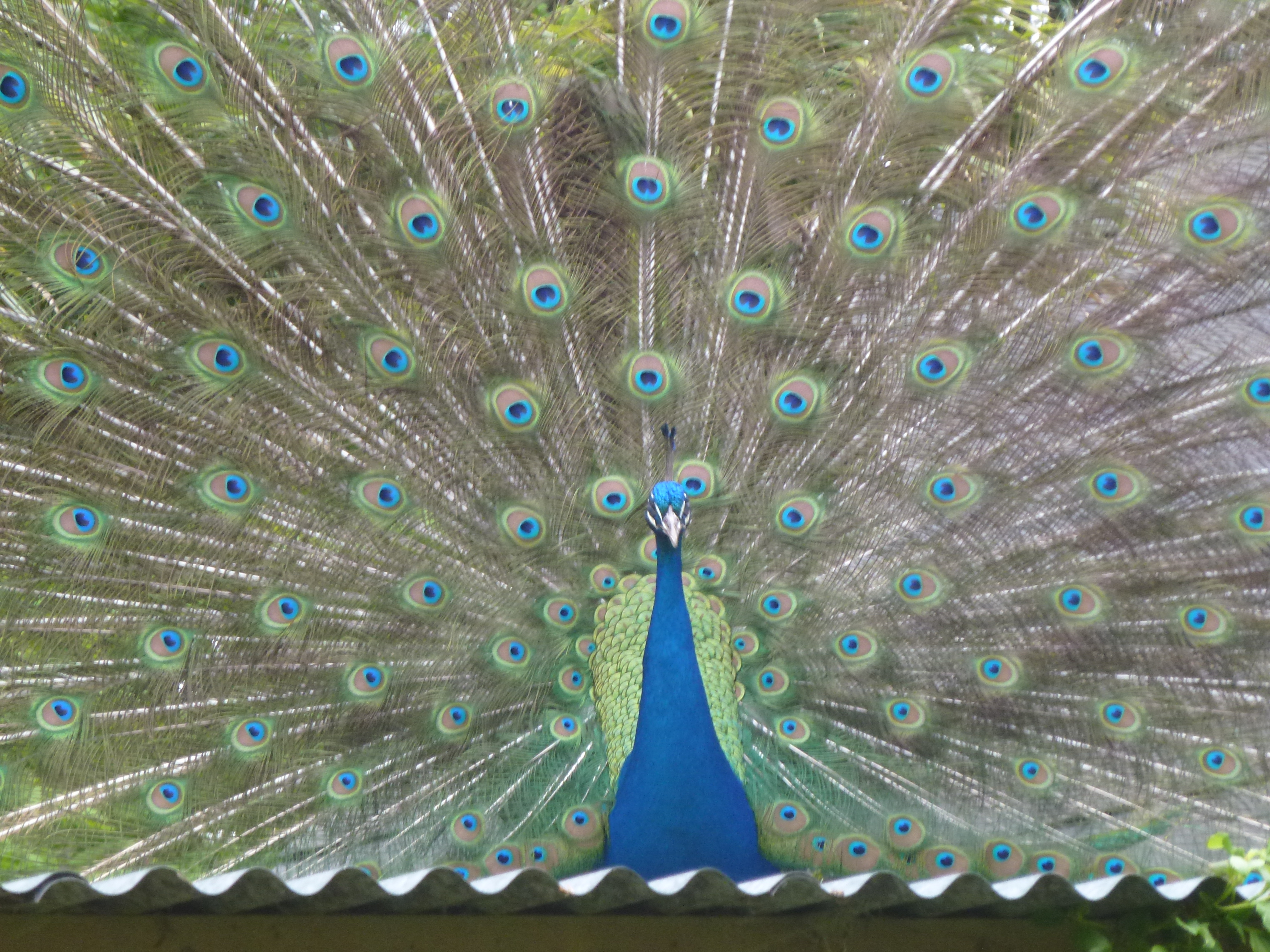 Peacock displaying its full fan of iridescent tail feathers in the garden